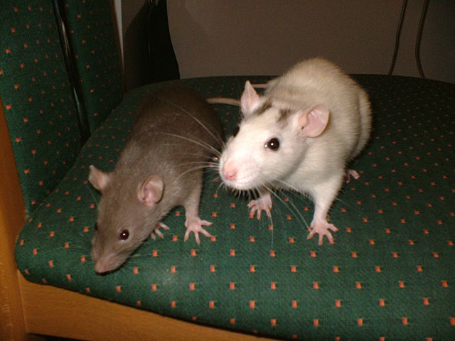 DSCF1600.jpg